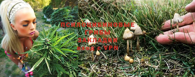 Псилоцибиновые грибы Psilocybe  купить наркотики сайты  Камышлов 